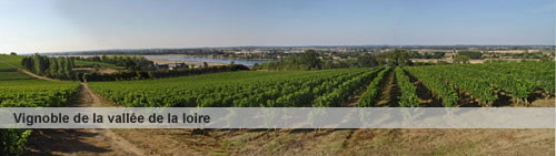 vignoble des pays de loire